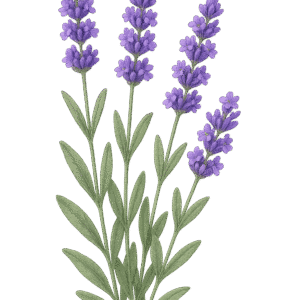 LAVANDA